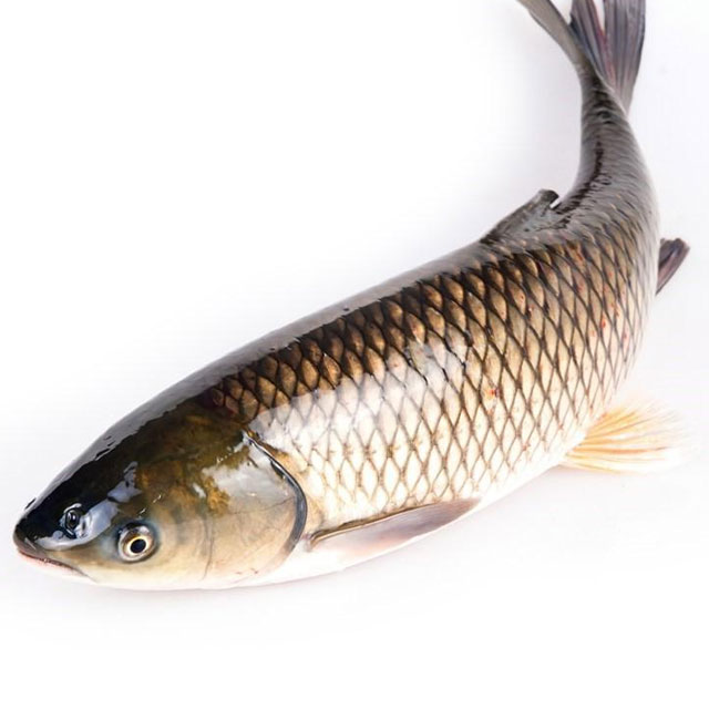 香蕉一级视频草魚