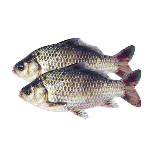 香蕉一级视频鯽魚 